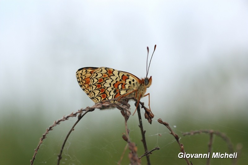 Melitaea phoebe